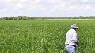 Inici El Curso Manejo Integrado Del Cultivo De Arroz Amtec