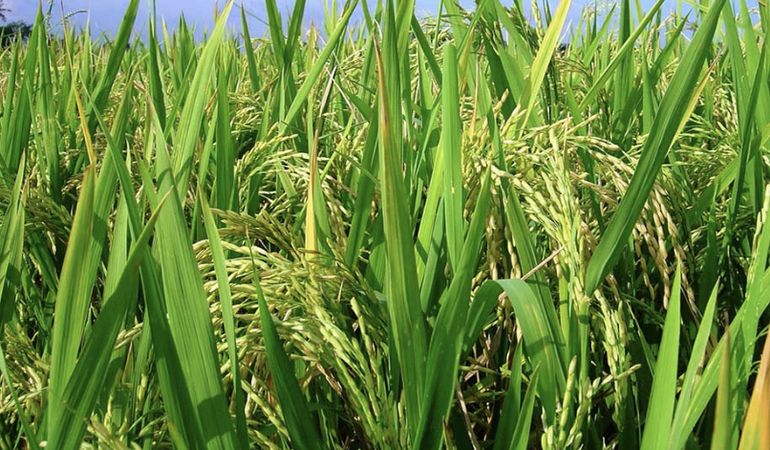 Análisis de costos de producción en el costo del arroz dirigido a