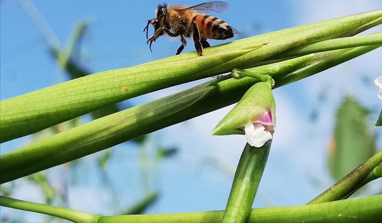 Manejo Agroecol Gico Del Cultivo De Arroz Fedearroz