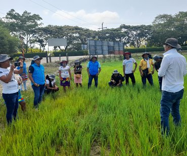 Agro ecosistemas de arroz 25MAR2022 Enrique Saavedra 2