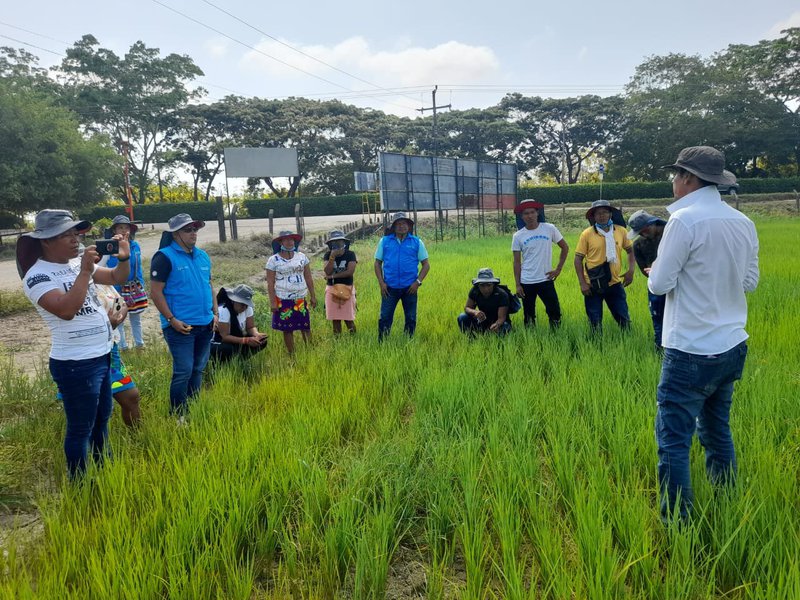 Agro ecosistemas de arroz 25MAR2022 Enrique Saavedra 2