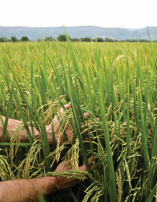 Manos cultivo arroz