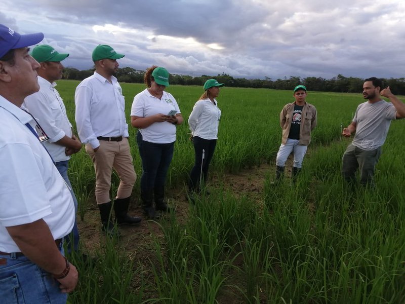 Charla avances en el sistema productivo de arroz CESanta Rosa 20may Katerine Forero 1