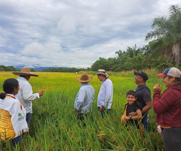 Escuela de campo AMTEC Evaluación de enfermedades en llenado de grano y cosecha 26jul Melisa Santos 1