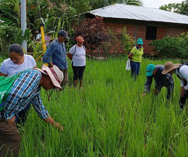 Manejo integrado del cultivo del arroz 9jul Patricia Lopez