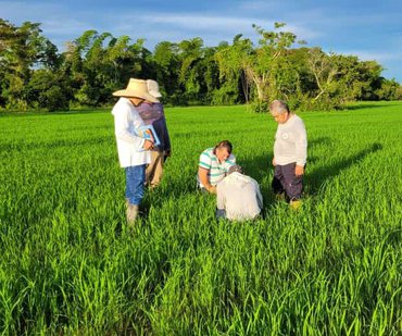 Monitoreo fitosanitario en el cultivo del arroz 22jun Jose Neftali Luna 1
