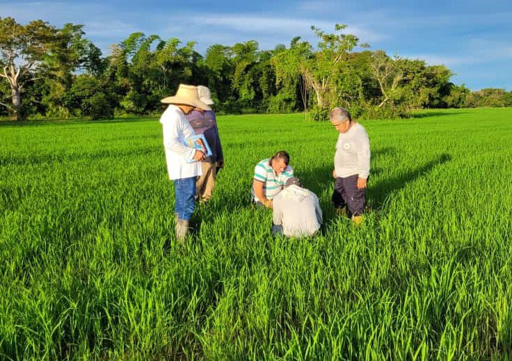 Monitoreo fitosanitario en el cultivo del arroz 22jun Jose Neftali Luna 1