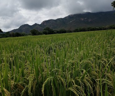 Nubes y arroz