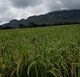 Nubes y arroz