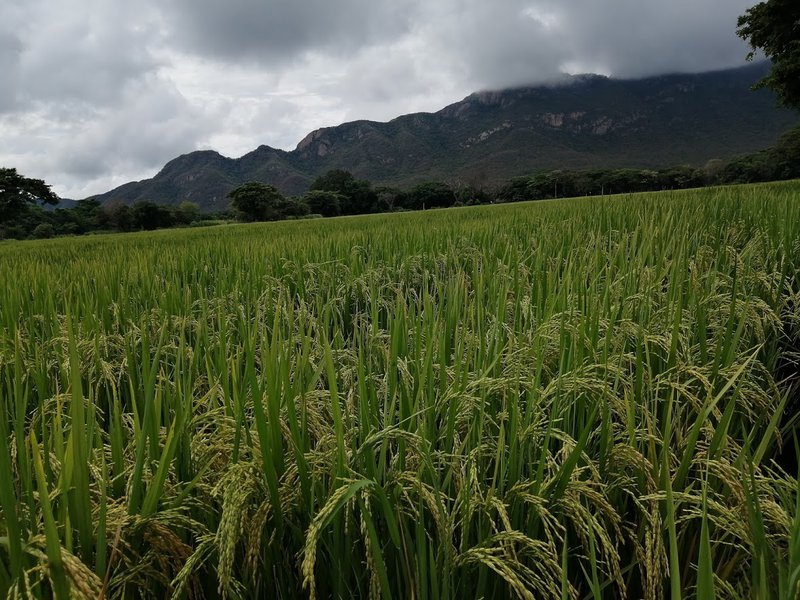 Nubes y arroz