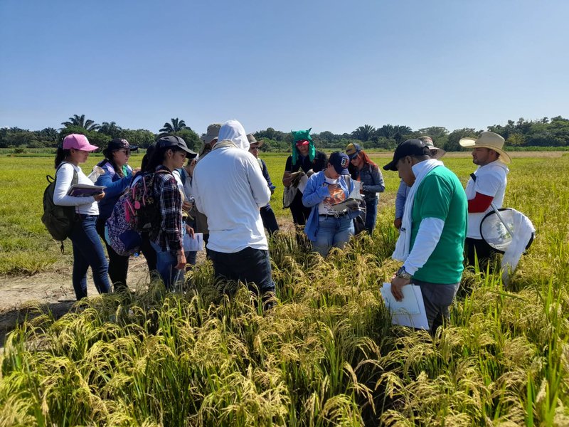 EVALUACION FITOSANITARIA