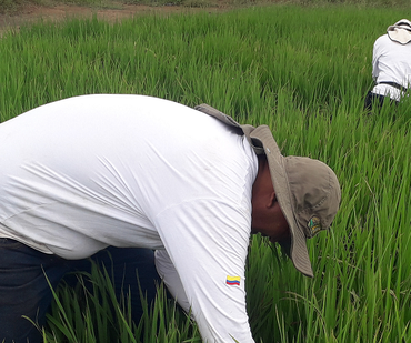 (VHB) en el cultivo del arroz e importancia 7 feb 2022 Melissa Santos 2