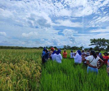 Evaluacion de arroz biofortificado