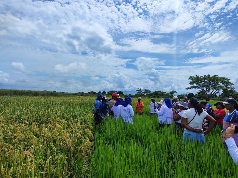 Evaluacion de arroz biofortificado