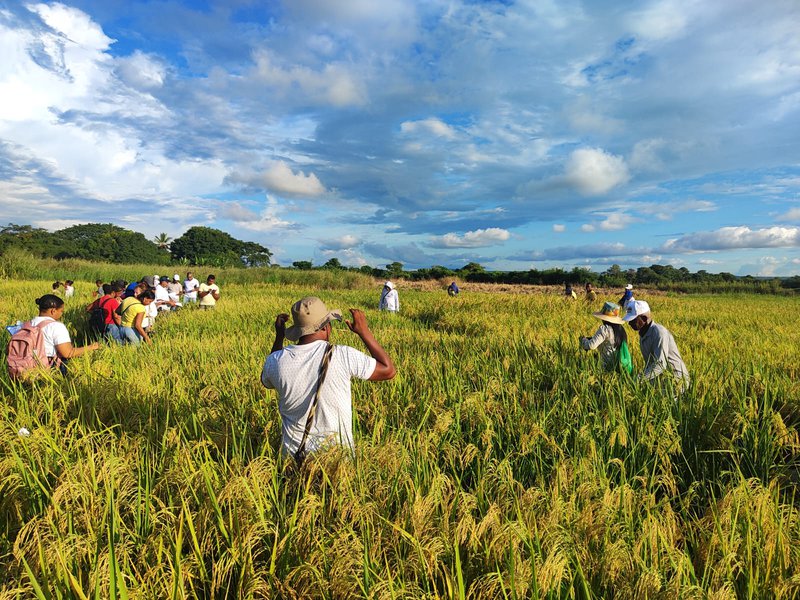 Evaluacion de arroz biofortificado