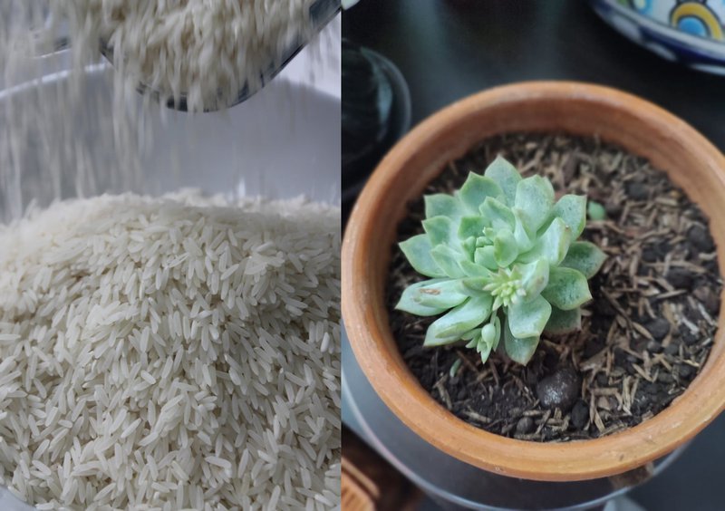 Fedearroz+arroz+plantas