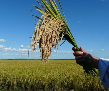 fertilizacion en el cultivo del arroz